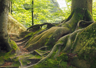 Fantastically beautiful beech wood in the Ukrainian Carpathians Mountains