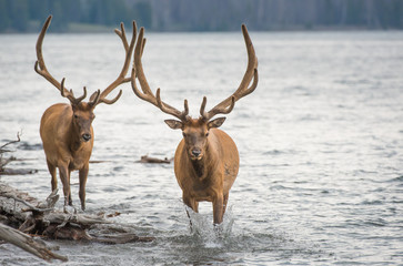 Obraz premium Elk