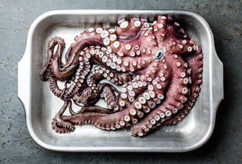 Seafood octopus. Whole fresh raw octopus on gray slate background, top view © lblinova
