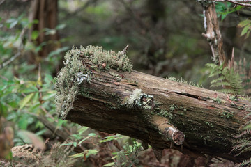 Log in the forest // Blue Ridge Mountains, North Carolina