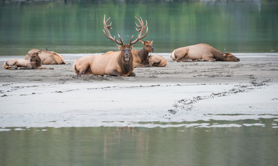 Elk