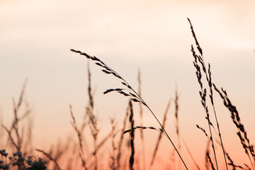 Warm sunset through tall grass in Springfield, Missouri - Powered by Adobe