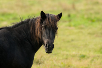 Islandpferd