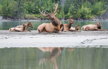 Elk