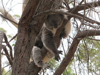 Koala en su ambiente natural