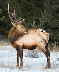Fototapeta premium Elk