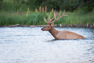 Elk