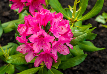 Bright pink flower five-leaved composted in a bouquet close-up against a background of long green leaves