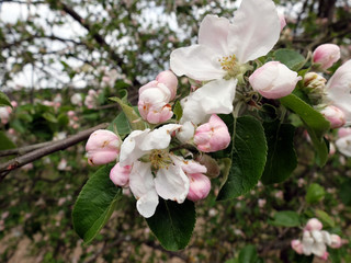Apfelblüte