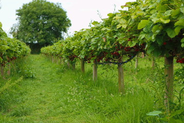 Ripening strawberries in the garden