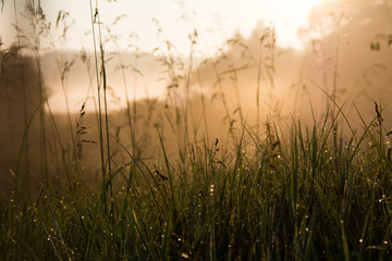 Obraz na płótnie Canvas Grass in morning lights