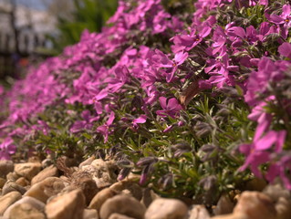 Blütenteppich im Garten