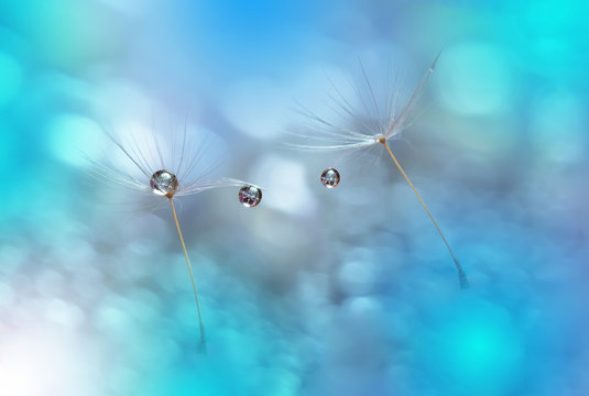 Abstract macro photo with dandelion and water drops.Artistic Background . Flowers made with pastel tones.Tranquil abstract closeup art photography.Print for Wallpaper.Floral fantasy design.