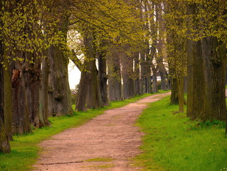 Allee im Frühjahr