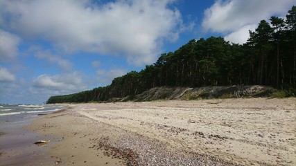 Coastline near forest