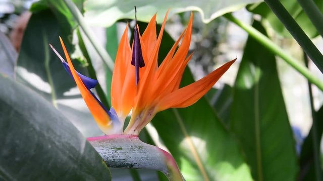 Closeup of tropical flower. Beautiful tropical background.