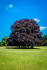 Polesden Lacey