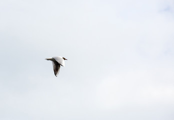  lonely little gray gull flies high in the morning sky