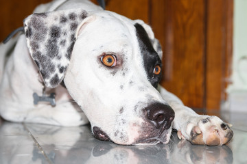 Lying English pointer dog with a small scratch on the eyelid