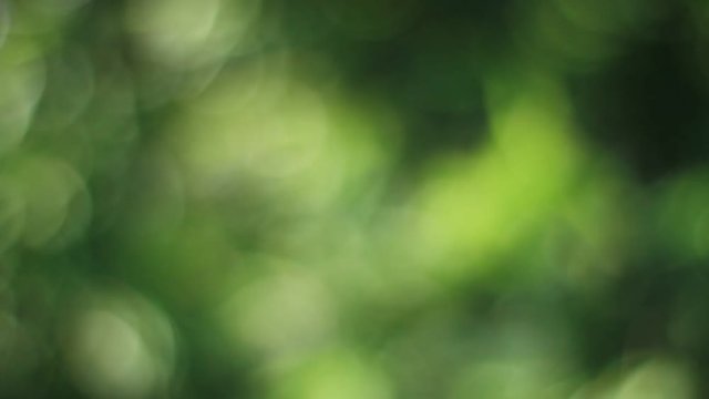 Boke of forest at Shinagawa shrine
