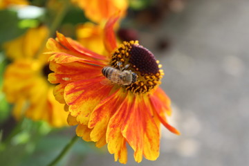 Waldtraut and the bee