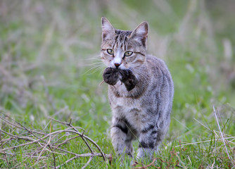 Cat with prey. Cat caught a little mouse