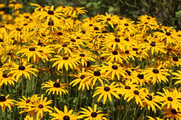 Yellow flowers