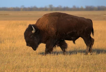 Rucksack American bison on the field © VOLODYMYR KUCHERENKO