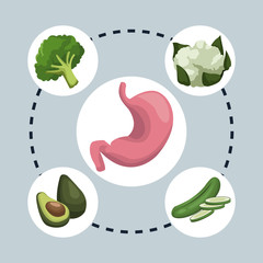 color background circular frame with stomach organ and green vegetables healthy food around vector illustration