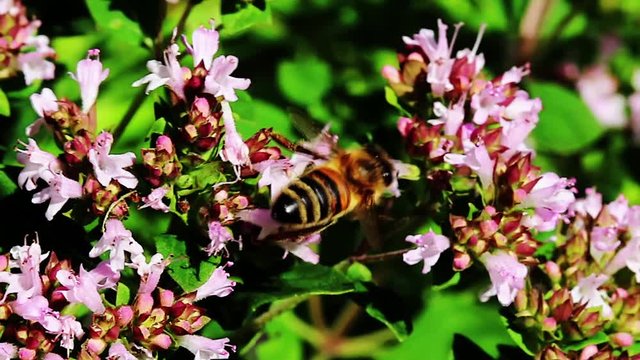 Biene sammelt Nektar auf verschiedenen Bl&uuml;ten