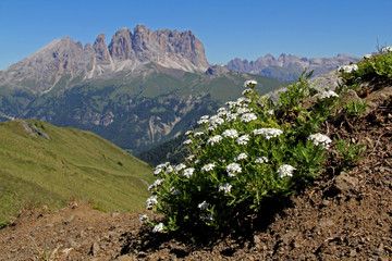 Achillea muschiata (Achillea moschata)  sullo sfondo il Sassolungo © gabriffaldi