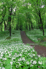 White forest flowers