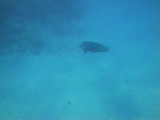 Plongée Maldives