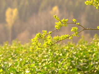 Rapsfeld im Frühling mit Baum im Vordergrund