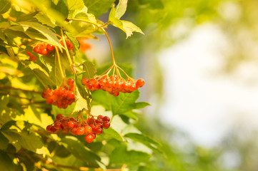 Autumn red berries of a viburnum on a branch. Grapes of ripe berries. Selective focus.