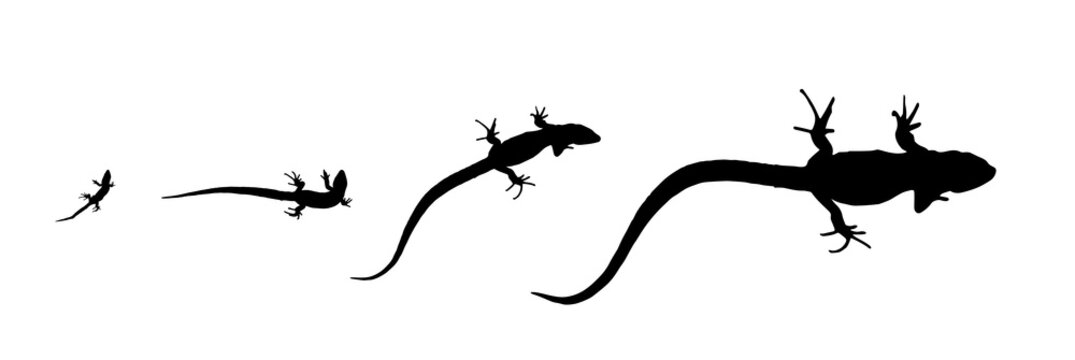 Silhouette lizard - growth from the birth to the adult. Isolated Vector Illustration.