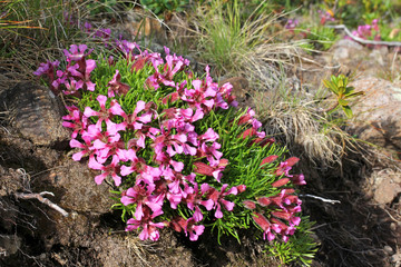 saponaria nana (Saponaria pumila)