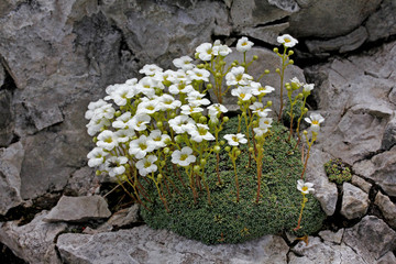 cuscinetto verde di sassifraga (Saxifraga squarrosa)