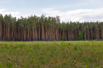 planting young pine trees in pine forest landscape