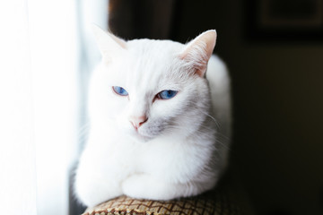 White Cat