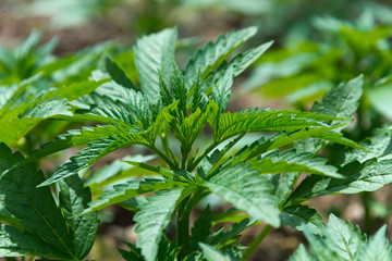 marijuana plants, morocco