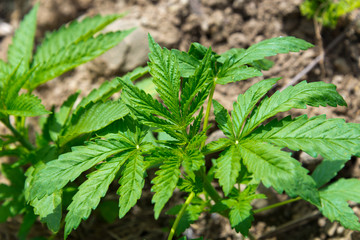marijuana plants, morocco