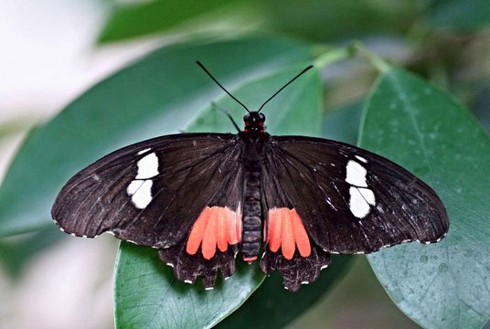 Kuhherz (Parides iphidamas)