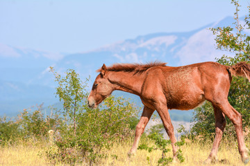 Fototapeta premium Horse in the wild grazing in the south of italy