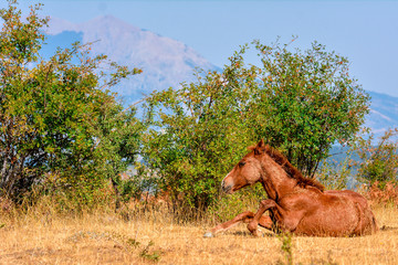 Horse in the wild grazing in the south of italy