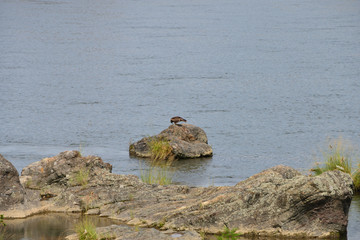 black kite