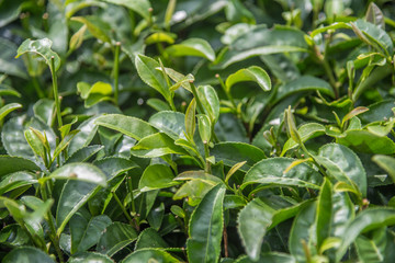The art of tea