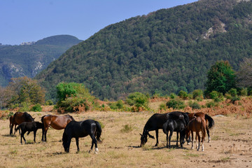 Obraz premium Horses in the wild grazing