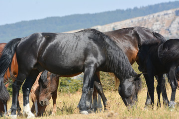 Fototapeta na wymiar Horses in the wild grazing