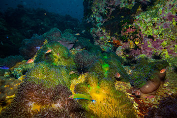 Anemone